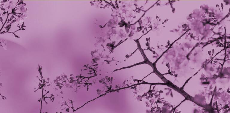 Fondo color lila con flor de almendro